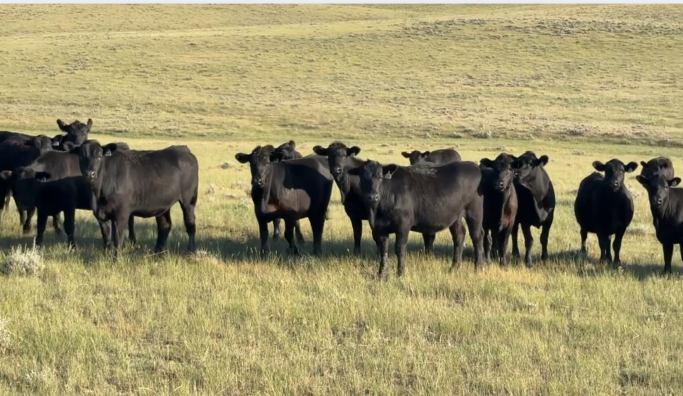 Jet black, home-raised, March 20th for 60 days calving!
